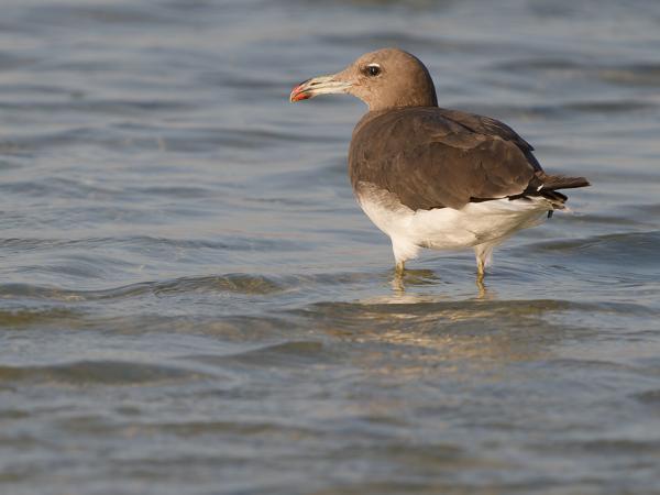 <h3>Ichthyaetus hemprichii / Sooty gull / Hemprichs meeuw</h3>OM-1 Mark II with OLYMPUS M.150-400mm F4.5, 1/2000 sec at F4.5, ISO 400, distance 19.2 m